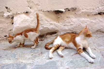 2011.08.19 cats10