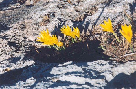 crocus