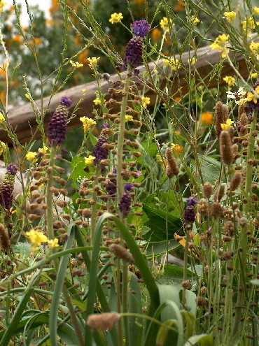 野の花を楽しむ 春の散歩 ギリシャのごはん