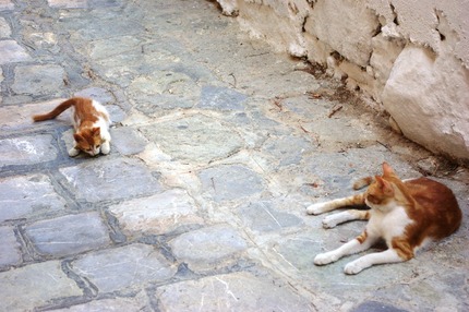 2011.08.19 cats2