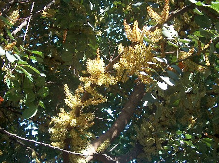 carob blossom