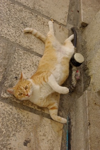 2011.08.19 cat1