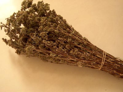 oregano