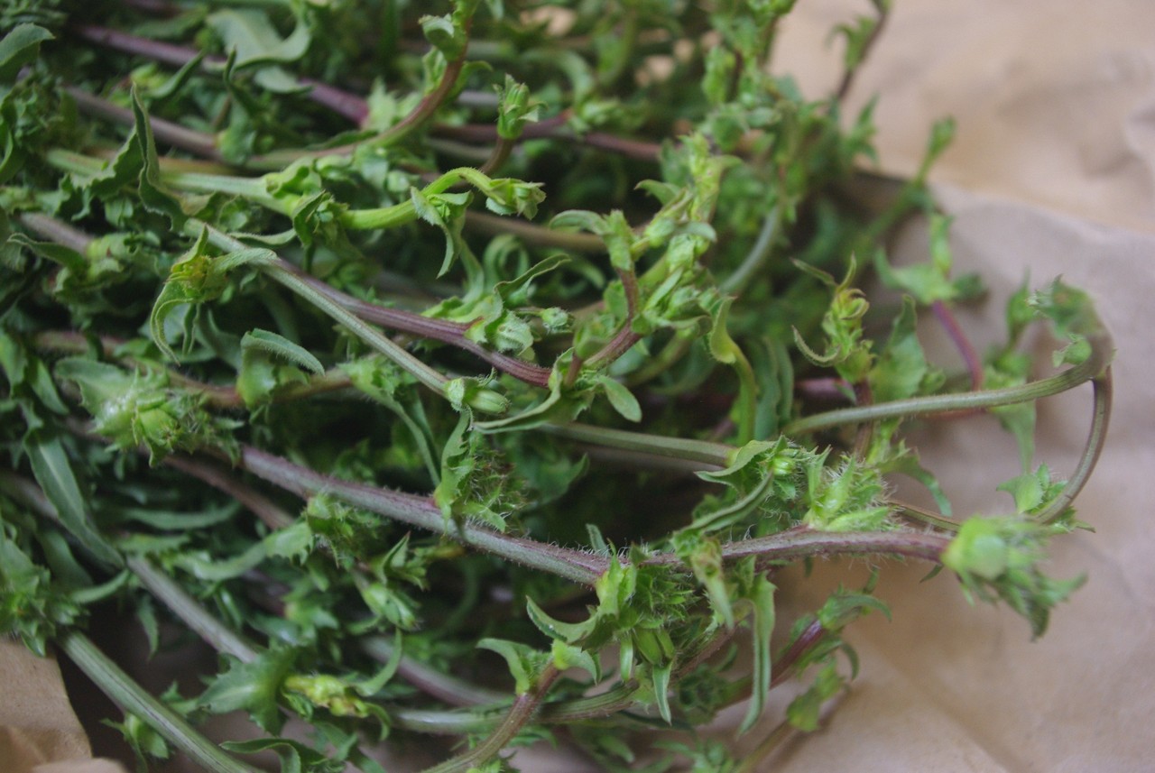 ノゲシの花茎をギリシャ風の温サラダで ギリシャのごはん ノゲシの花茎をギリシャ風の温サラダで ギリシャのごはん