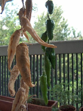 drying peppers