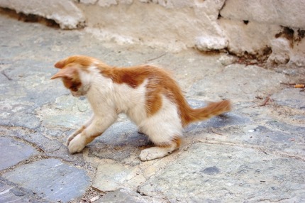 2011.08.19 cats7