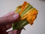 folding zucchini blossom