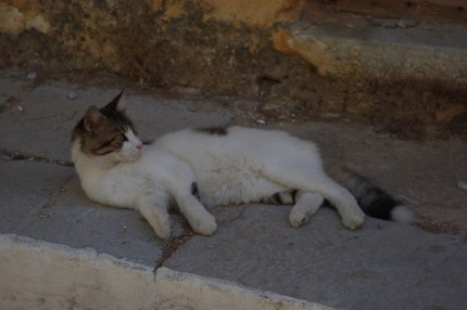 2009.09.02 cat