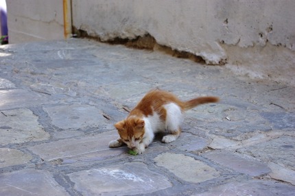 2011.08.19 cats5