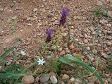 muscari 2