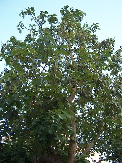 avocado tree