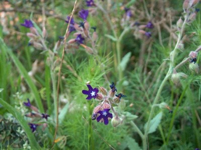 2009.04.19 wild flowers