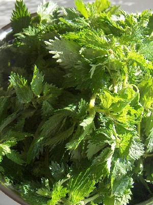 nettle
