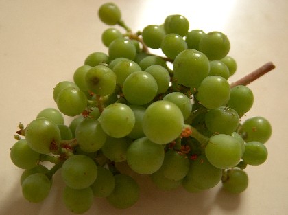 unripe grapes