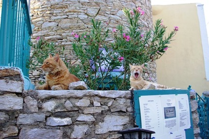 2011.08.20 cats2