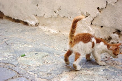 2011.08.19 cats8
