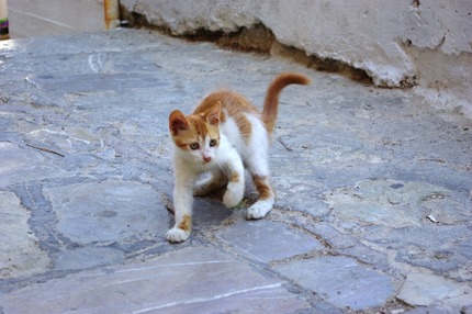 2011.08.19 cats6