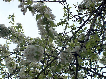 2006.03.24a