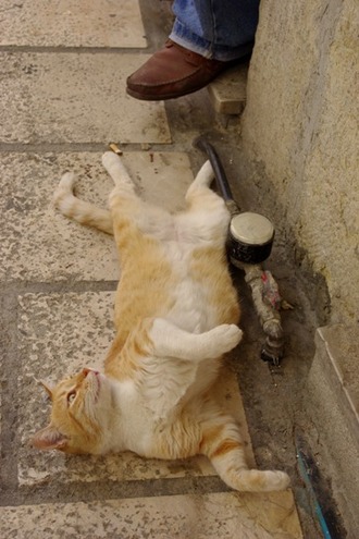 2011.08.19 cat2