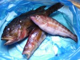skorpina etc.