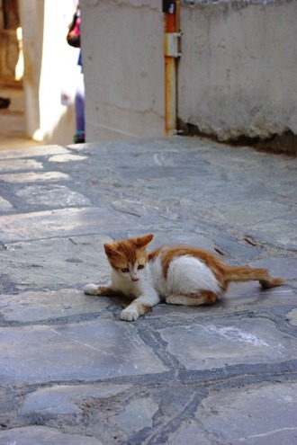 2011.08.19 cats4