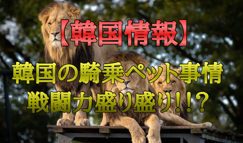 韓国情報 韓国の騎乗ペット事情 戦闘盛り盛り セバスチャンが行く 韓国情報 韓国の騎乗ペット事情 戦闘盛り盛り セバスチャンが行く