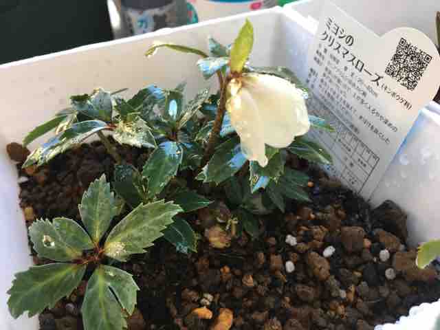 クリスマスローズ ダブルファンタジー Nanaさんの ひとりごと