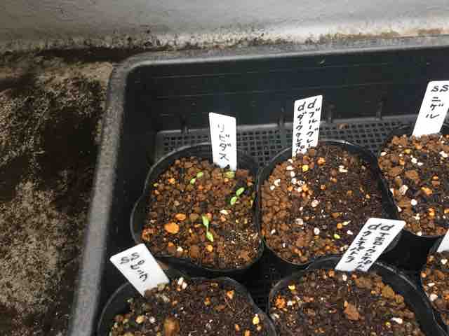 クリスマスローズ 発芽2 Nanaさんの ひとりごと