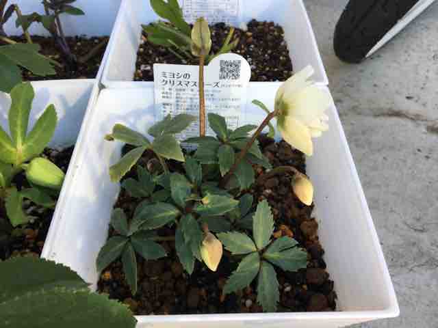 クリスマスローズ 色々 Nanaさんの ひとりごと