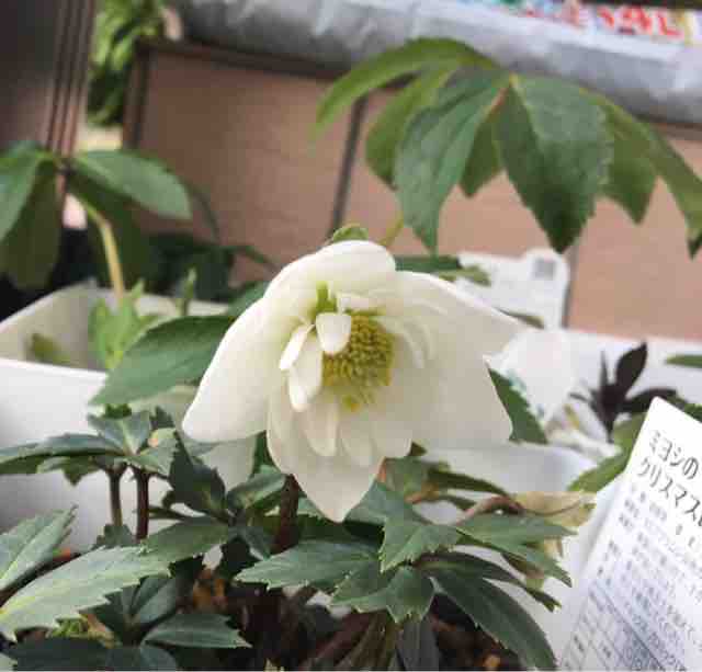 クリスマスローズ ダブルファンタジー Nanaさんの ひとりごと