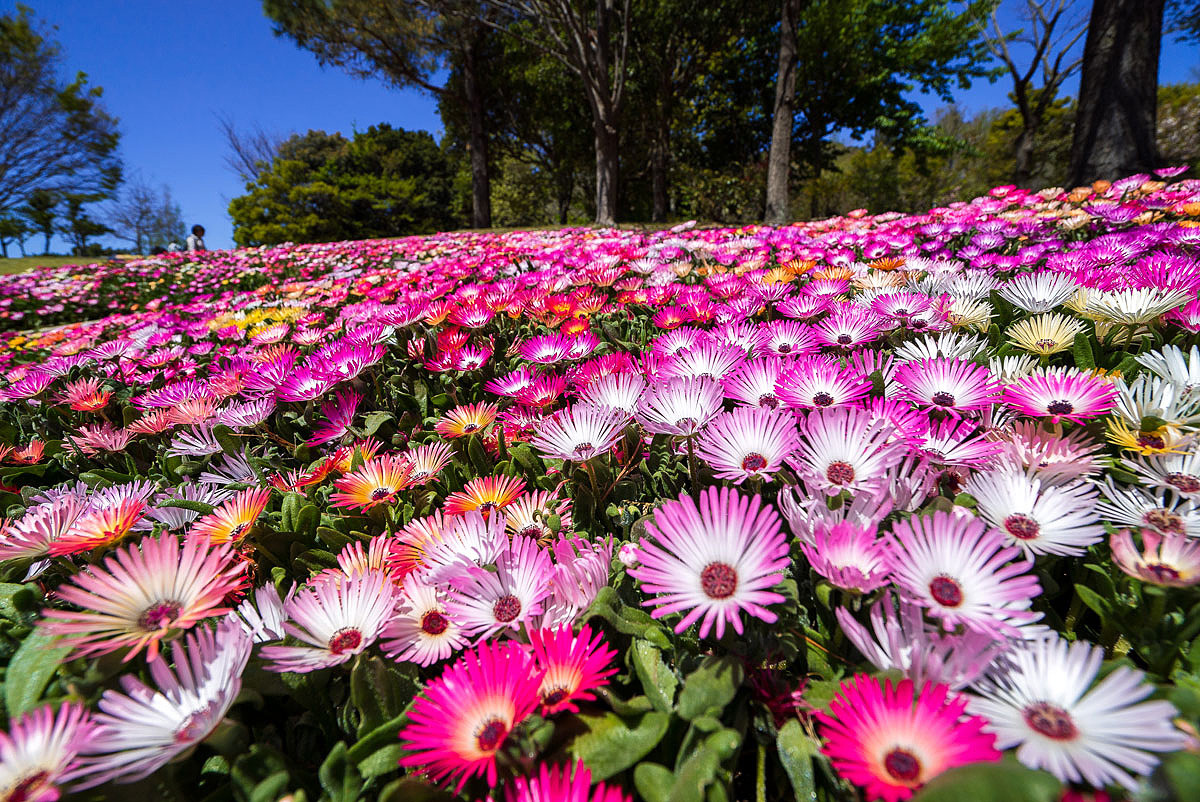 国営明石海峡公園のリビングストーンデージー 燃えろ Hdr 国営明石海峡公園のリビングストーンデージー 燃えろ Hdr