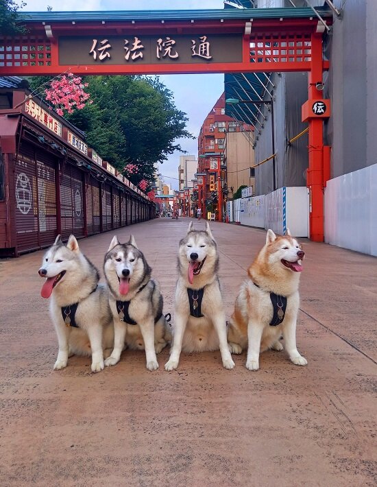 下町浅草とガッキーズ Husky写真館 下町浅草とガッキーズ Husky写真館