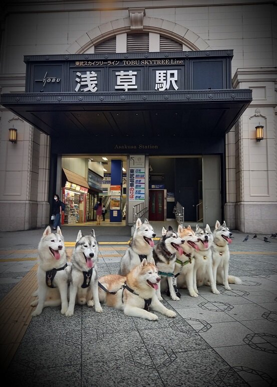 ハスキーズ浅草さんぽ Husky写真館