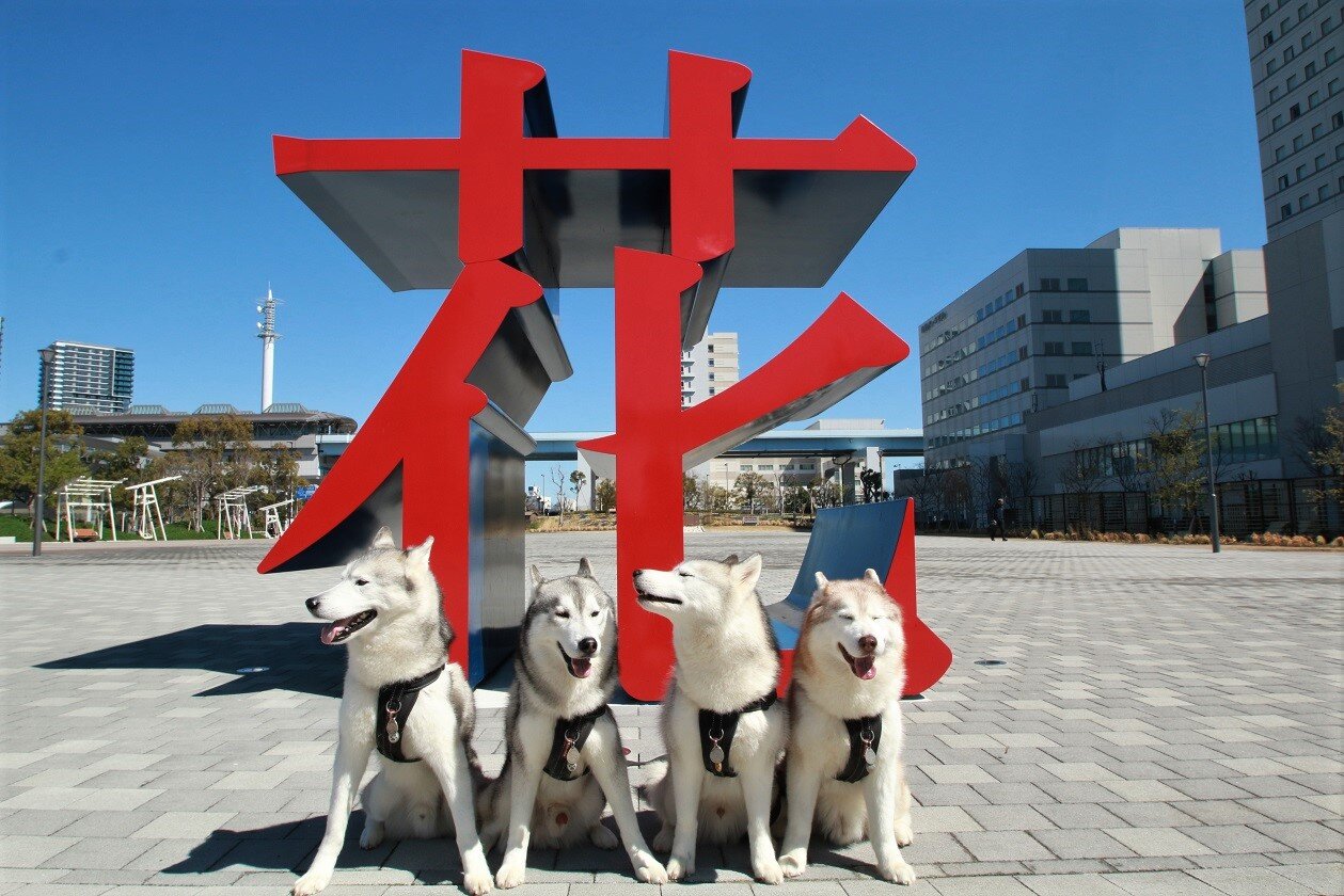 大きいな Husky写真館