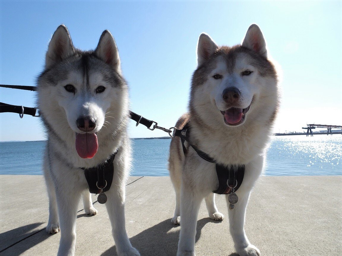今日も飛行機撮影 Husky写真館