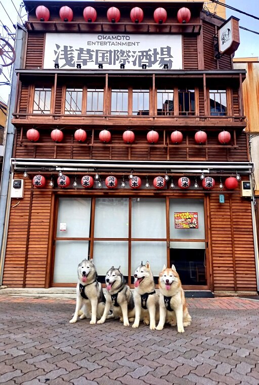 下町浅草とガッキーズ Husky写真館 下町浅草とガッキーズ Husky写真館