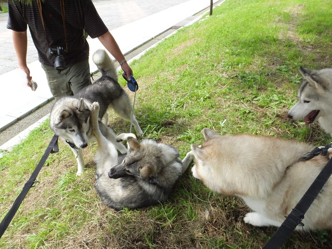 オオカミ犬とハスキー犬 Husky写真館