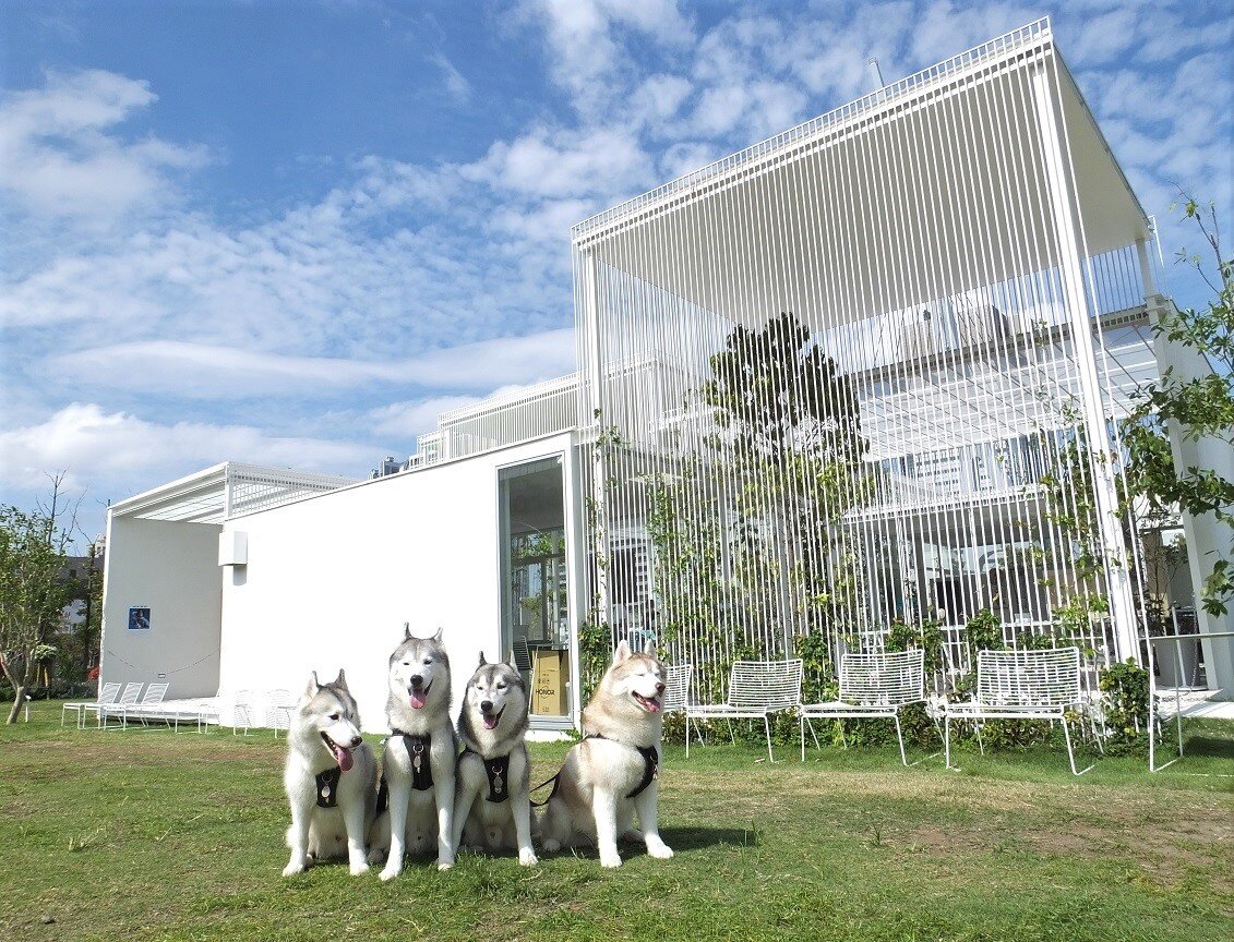 久しぶりにお台場来たのに Husky写真館 久しぶりにお台場来たのに Husky写真館