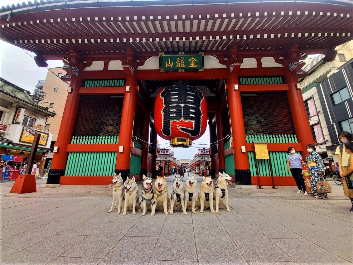ハスキーズ浅草さんぽ Husky写真館