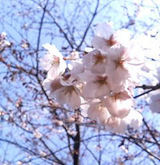 2006 花見
