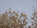月と一心行の大桜