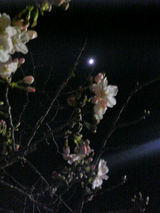 夜桜