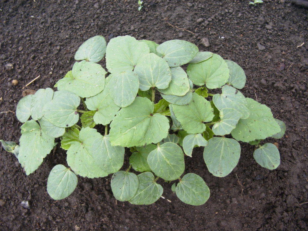 モロヘイヤとオクラ りんりんの野菜と花の育て方