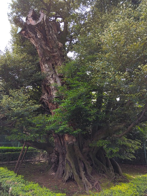 旧細川邸のシイ