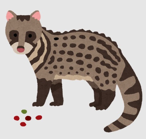ジャコウネコ