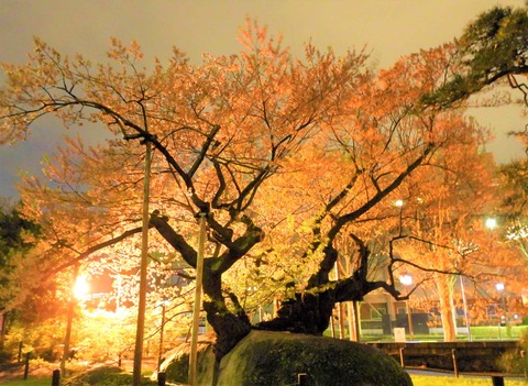 石割桜