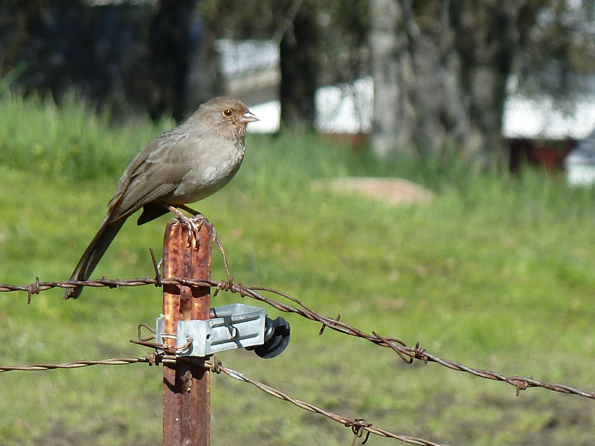鳥さん その３ ルピナス便り