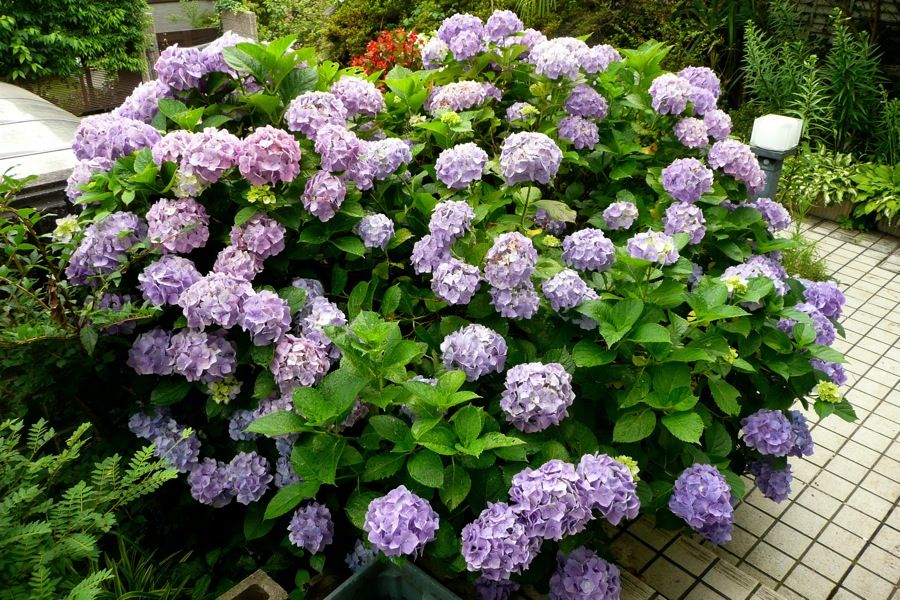 風物詩 24 モリアオガエルの産卵はほぼ終了 山中比叡平の防災 風物詩 24 モリアオガエルの産卵はほぼ終了 山中比叡平の防災