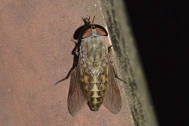 �ޥĥ�ȥ���20210713