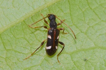 フタオビヒメハナカミキリ20200517